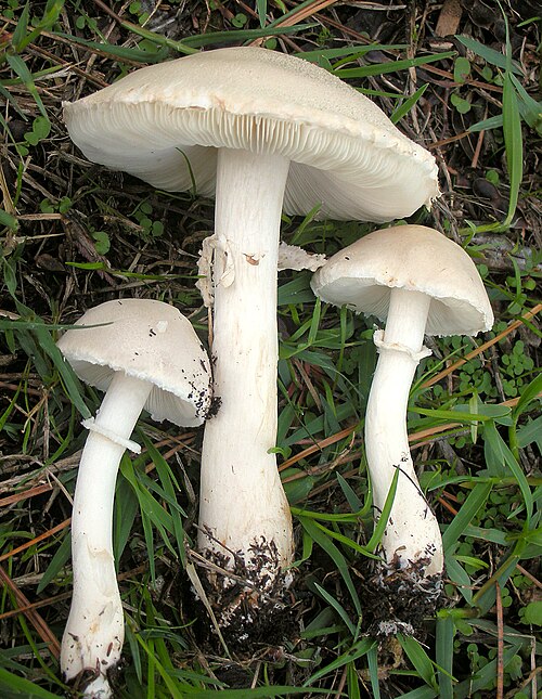 Acker-Schirmling (Leucoagaricus leucothites)