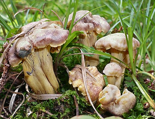 Amethystpfifferling (Cantharellus amethysteus)