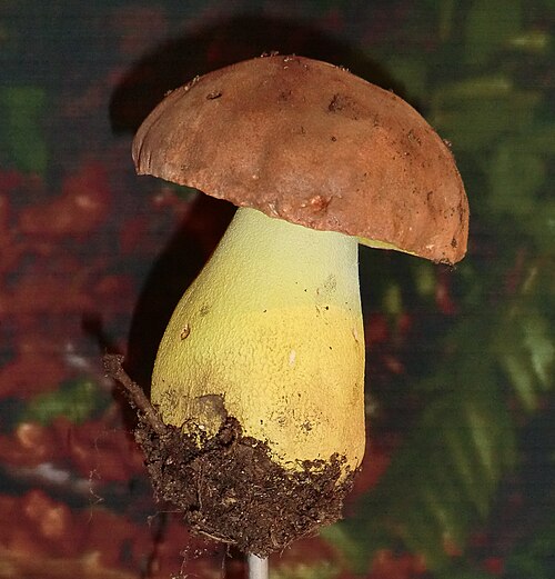 Anhängselröhrling (Butyriboletus appendiculatus)