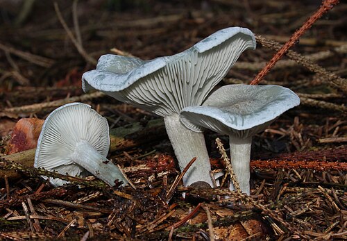 Anis-Trichterling (Clitocybe odora)