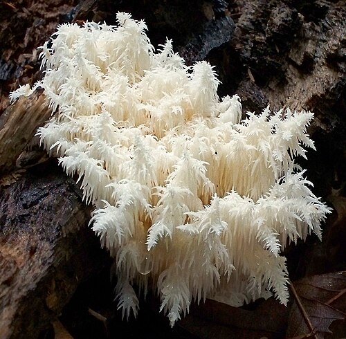 Ästiger Stachelbart (Hericium coralloides)