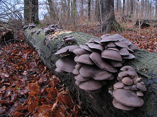 Austernseitling (Pleurotus ostreatus)