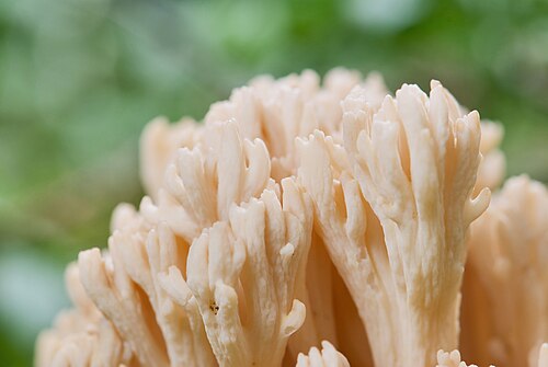 Bauchwehkoralle (Ramaria pallida)