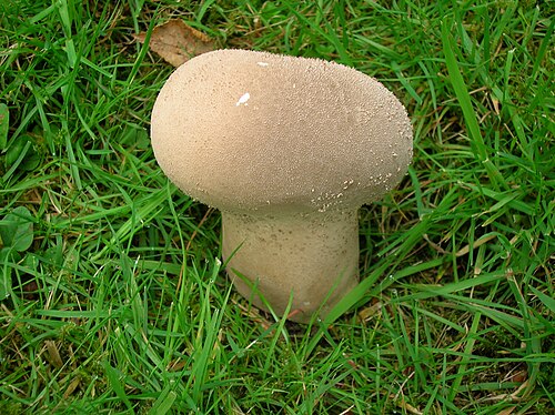 Beutelstäubling (Lycoperdon excipuliforme)