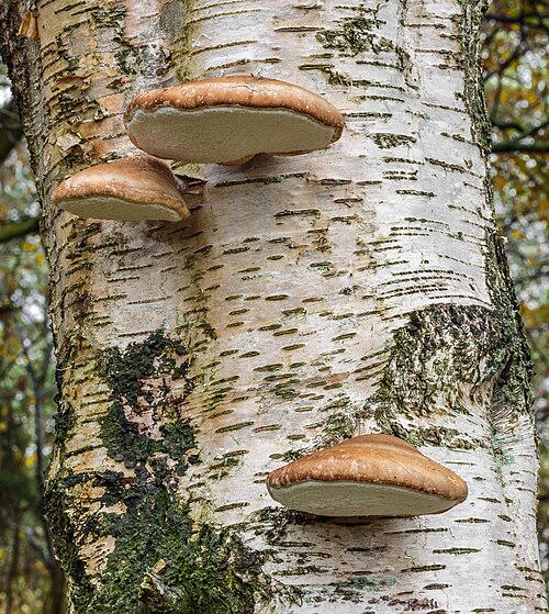 Birkenporling (Fomitopsis betulina)