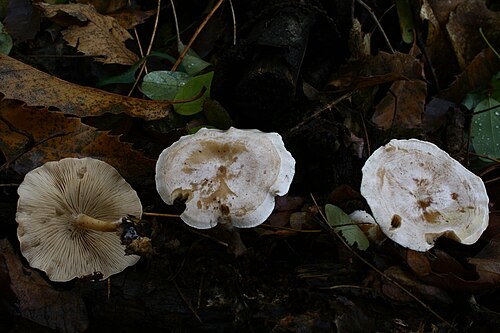 Bleiweißer Trichterling (Clitocybe phyllophila)