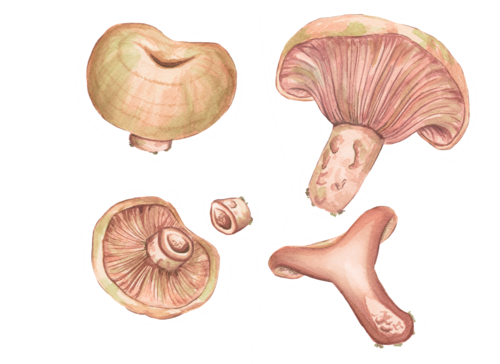 Blutreizker (Lactarius sanguifluus)