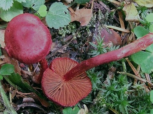 Blutroter Hautkopf (Cortinarius sanguineus)