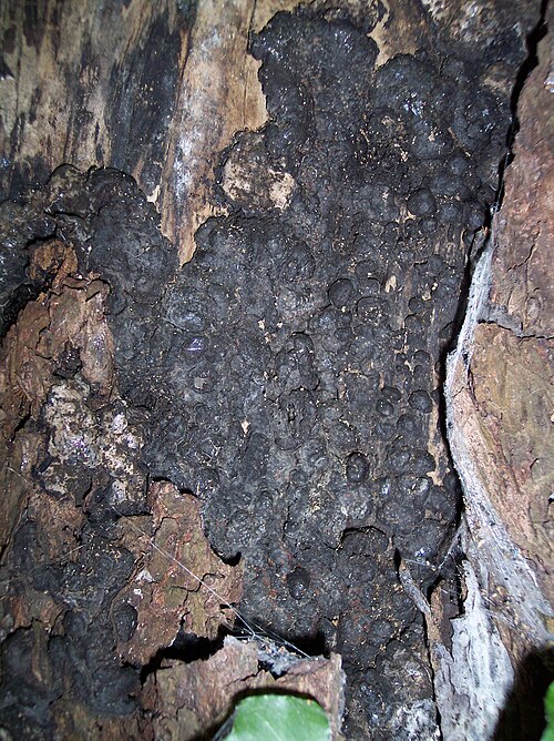 Brandkrustenpilz (Kretzschmaria deusta)