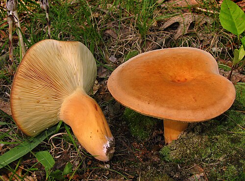 Brätling (Lactifluus volemus)
