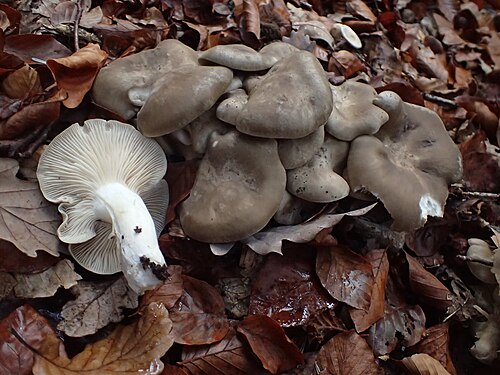 Brauner Rasling (Lyophyllum decastes)