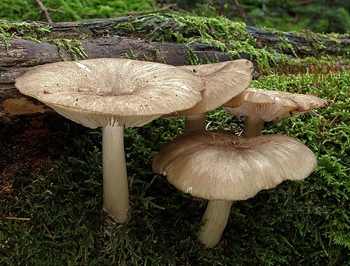 Breitblättriger Rübling (Megacollybia platyphylla)