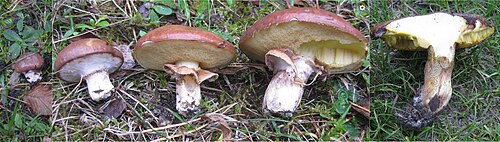 Butterpilz (Suillus luteus)