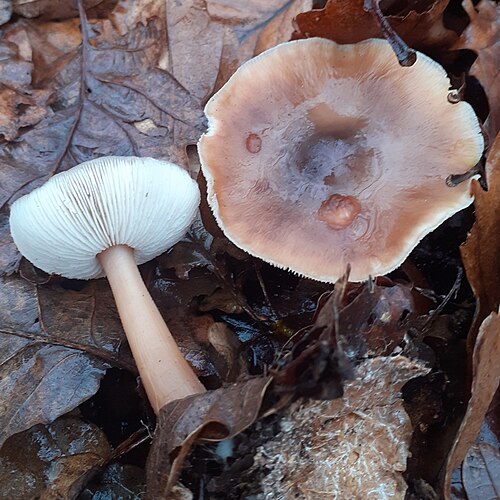 Butterrübling (Rhodocollybia butyracea)