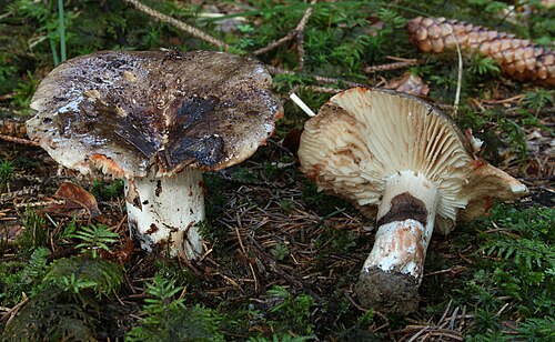 Dickblättriger Schwärztäubling (Russula nigricans)