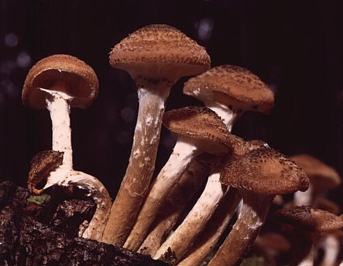 Dunkler Hallimasch (Armillaria ostoyae)