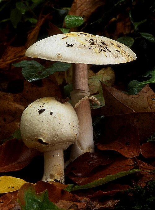 Dünnfleischiger Anis-Champignon (Agaricus silvicola)