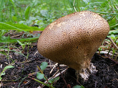 Dünnschaliger Kartoffelbovist (Scleroderma verrucosum)