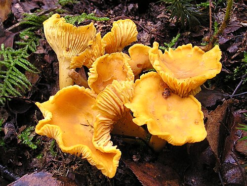 Echter Pfifferling (Cantharellus cibarius)