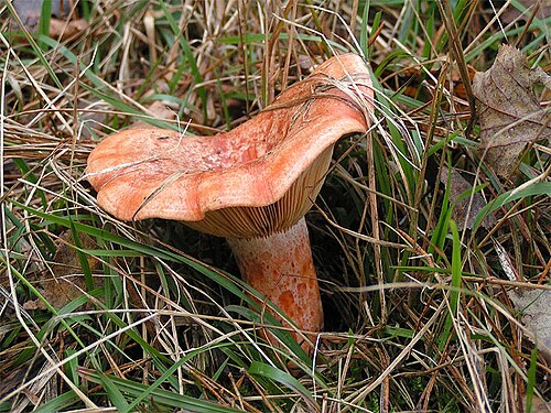 Edelreizker (Lactarius deliciosus)