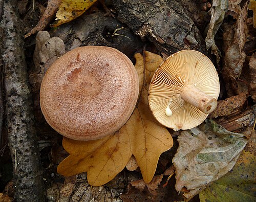 Eichen-Milchling (Lactarius quietus)