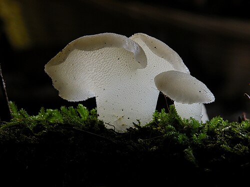 Eispilz (Pseudohydnum gelatinosum)