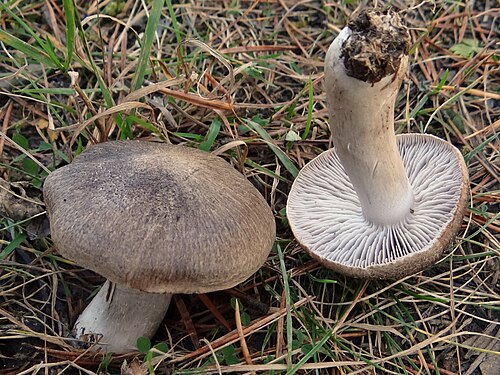 Erdritterling (Tricholoma terreum)