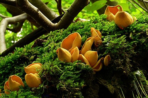 Eselsohr (Otidea onotica)