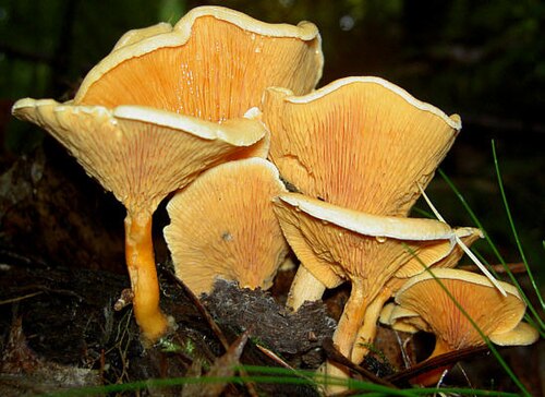 Falscher Pfifferling (Hygrophoropsis aurantiaca)