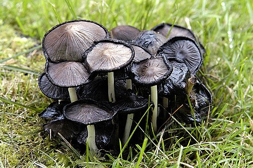 Faltentintling (Coprinopsis atramentaria)