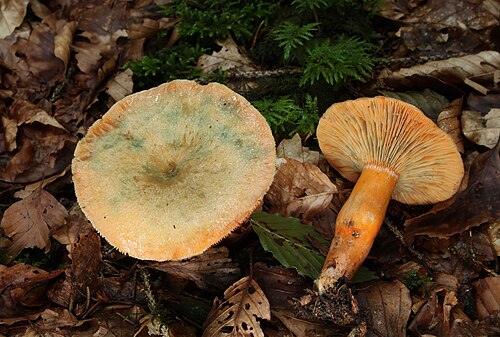 Fichtenreizker (Lactarius deterrimus)