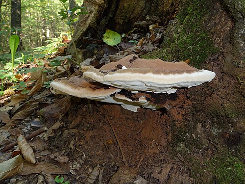 Flacher Lackporling (Ganoderma applanatum)