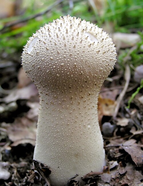 Flaschenstäubling (Lycoperdon perlatum)