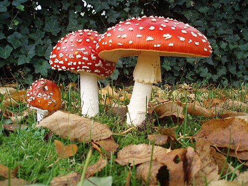 Fliegenpilz (Amanita muscaria)