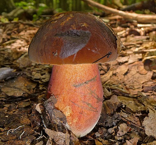 Flockenstieliger Hexenröhrling (Neoboletus erythropus)