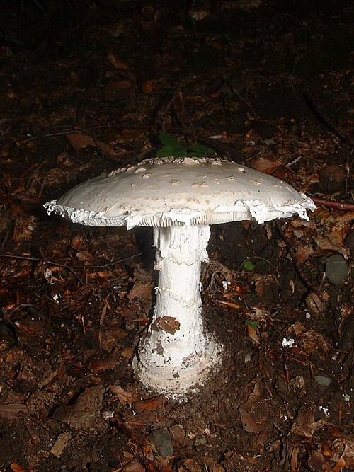 Fransiger Wulstling (Amanita strobiliformis)