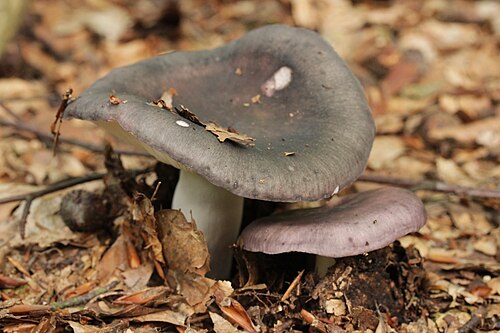 Frauentäubling (Russula cyanoxantha)