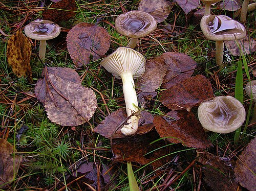Frost-Schneckling (Hygrophorus hypothejus)