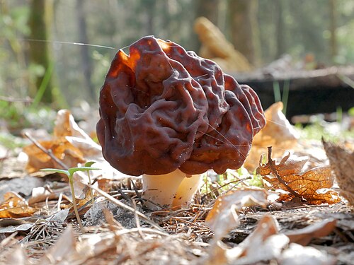 Frühjahrslorchel (Gyromitra esculenta)