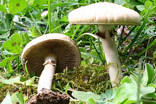 Frühlings-Ackerling (Agrocybe praecox)