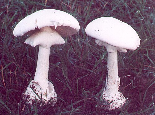 Frühlings-Knollenblätterpilz (Amanita verna)