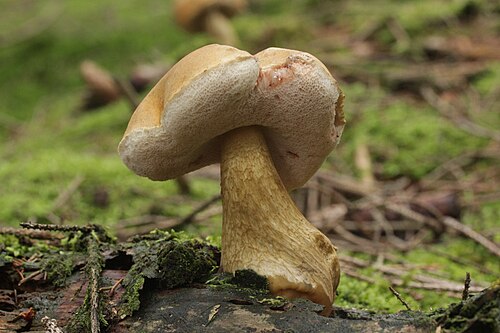 Gallenröhrling (Tylopilus felleus)