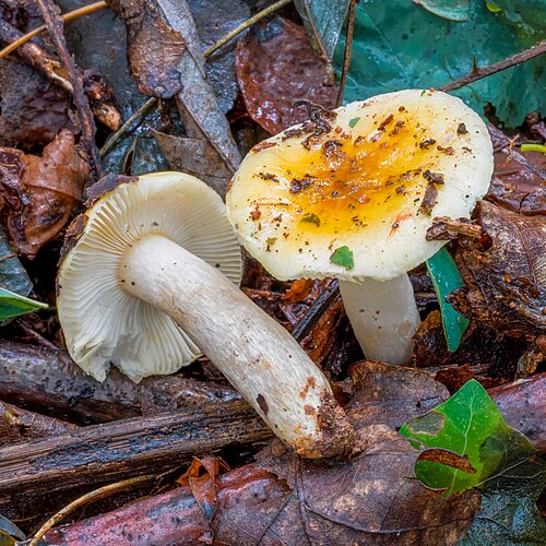 Gallentäubling (Russula fellea)