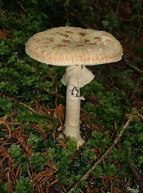 Gelber Knollenblätterpilz (Amanita citrina)