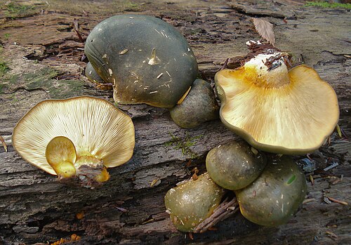 Gelbstieliger Muschelseitling (Sarcomyxa serotina)