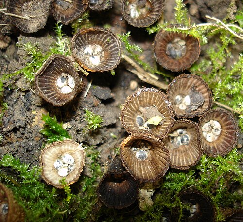 Gestreifter Teuerling (Cyathus striatus)