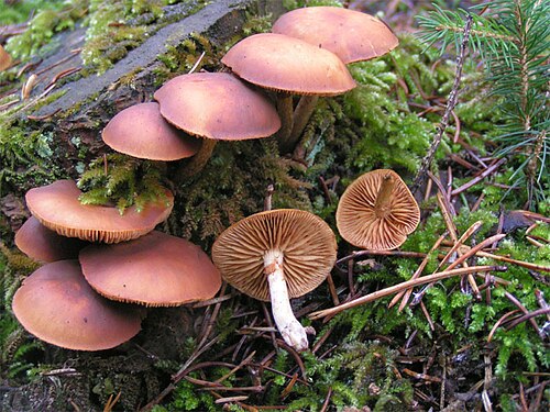 Gifthäubling (Galerina marginata)