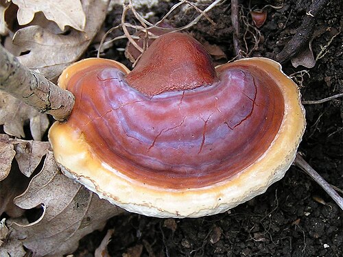 Glänzender Lackporling (Ganoderma lucidum)