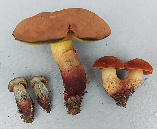 Glattstieliger Hexenröhrling (Suillellus queletii)