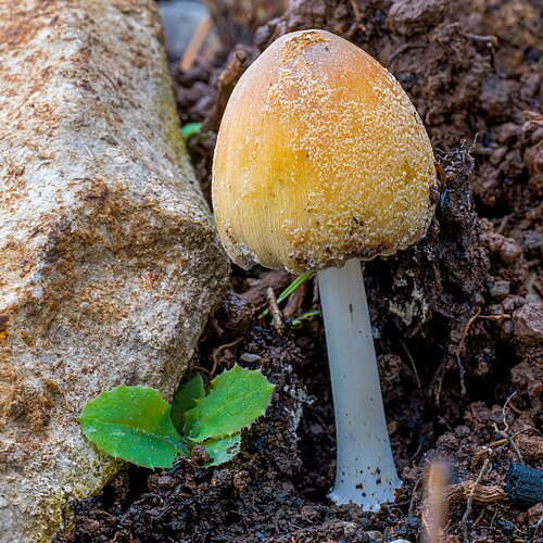 Glimmertintling (Coprinellus micaceus)